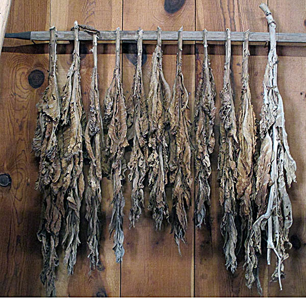 AuGlaize Village & Farm Museum Dried Tobacco