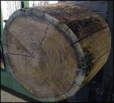 Castle Museum of Saginaw County History Log from an old growth tree.