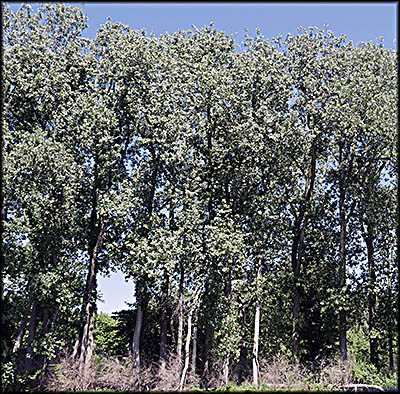Lorain History Boat Tour: Blue Heron Rookery Lorain History Boat Tour: Blue Heron Rookery