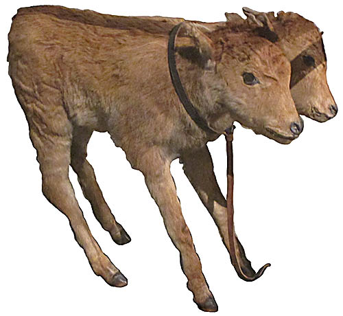 Ohio History Museum Center This two-headed cow is one of the odder artifacts (if you can call it that) on display which children seem to love